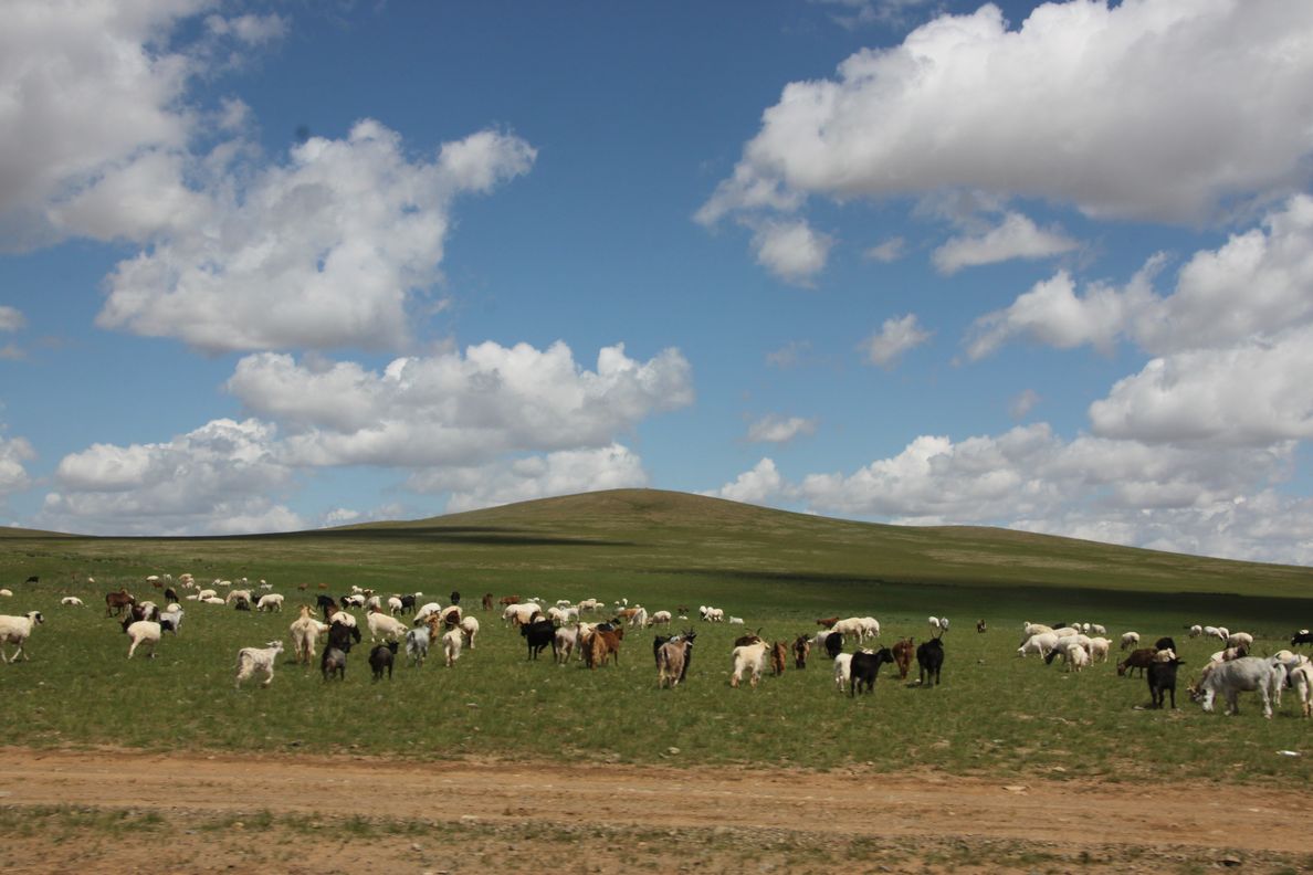 LE CACHEMIRE en MONGOLIE