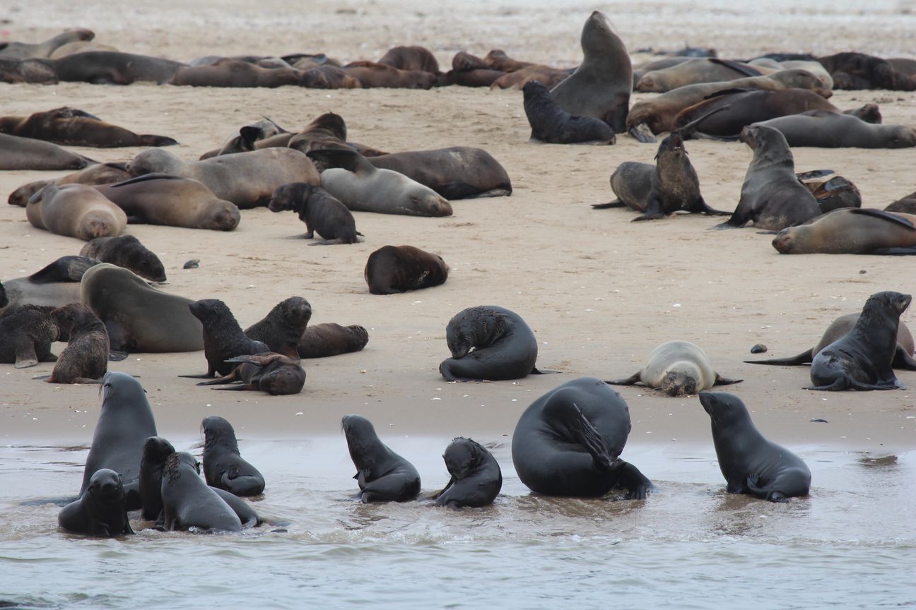 Que d’otaries!