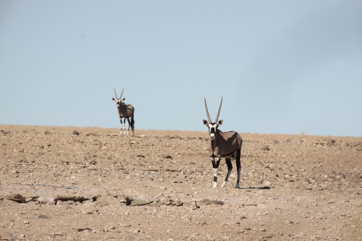 Namib 2