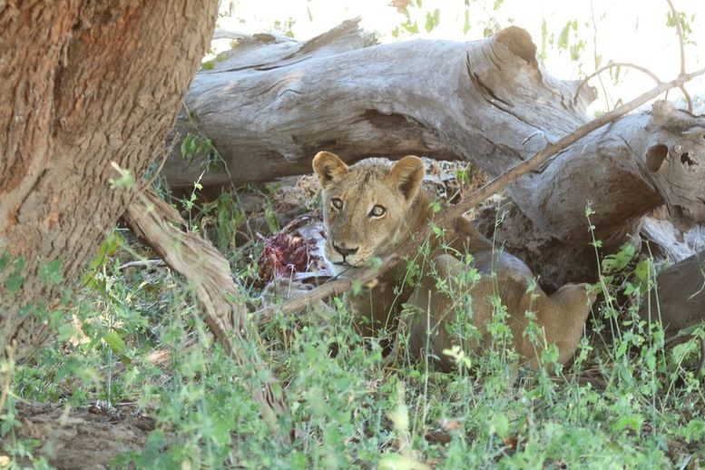 Mana pools { article du 24 mai, non publie par erreur}