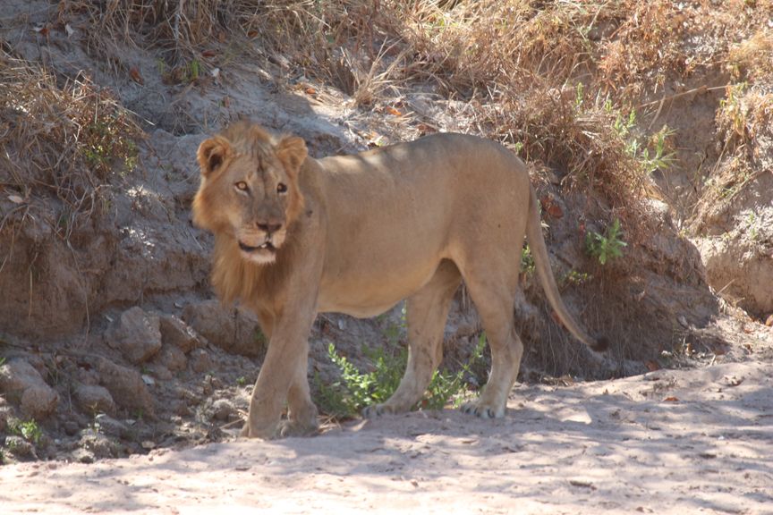 North Luangwa, la vraie réserve sauvage