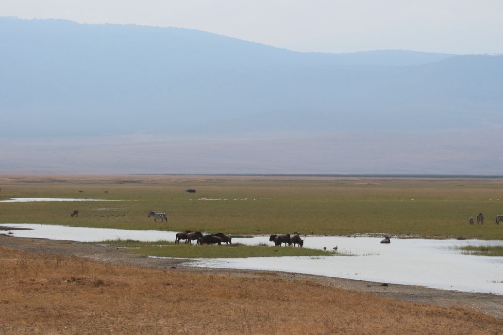 Le Ngorongoro